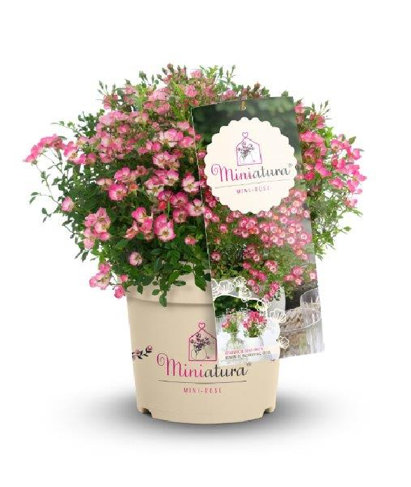 Rosa Miniatura ®